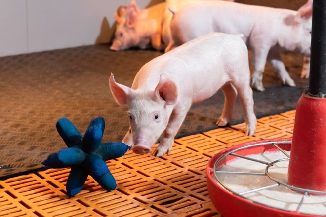 革！爱尔兰猪肉抢占新赛道MG不朽情缘猪肉消费大变(图14)